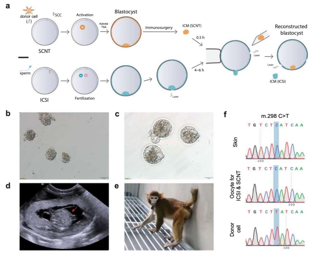 克隆猴最新研究进展及其前景展望
