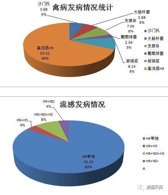 最新流感冠状病毒，全球关注与应对策略