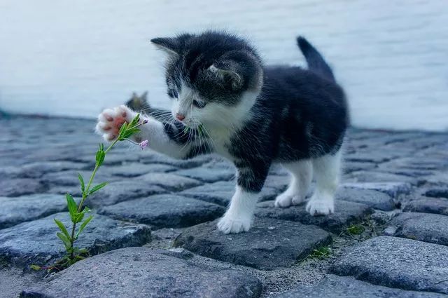 最新猫咪图集，探索猫咪世界的魅力