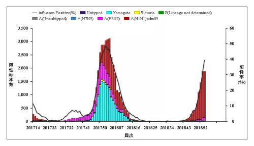 最新流感区域动态分析
