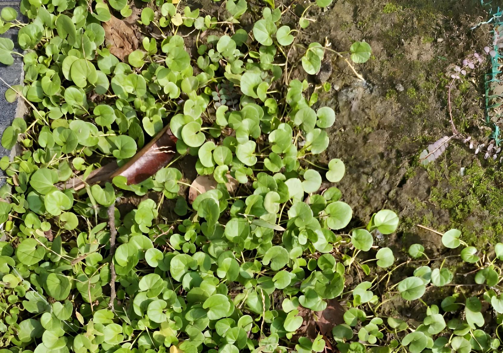 最新乙肝草药治疗研究，希望之光照亮乙肝患者的未来