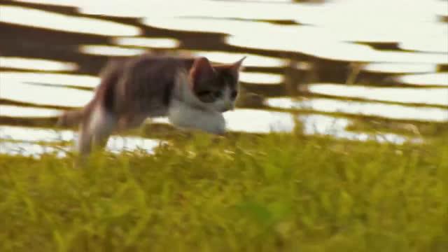 最新猫咪成长观察报告，探索猫的成长之旅