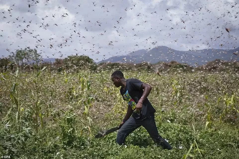 最新蝗虫灾害，全球粮食安全的新挑战